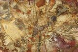 Colorful, Petrified Wood (Araucaria) Round - Madagascar #271238-1